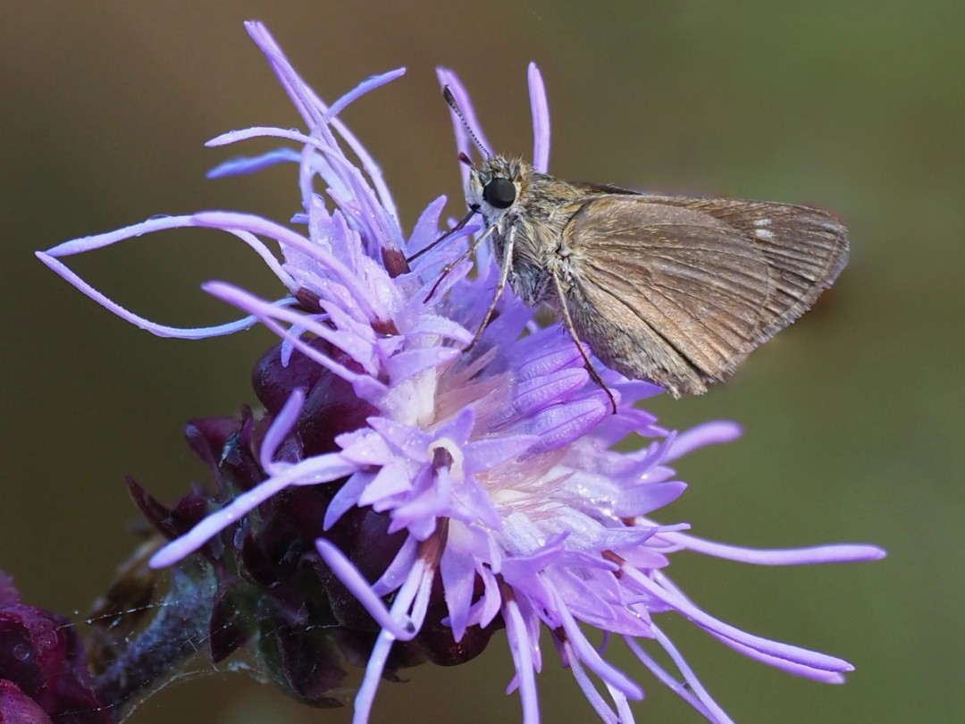 Crossline Skipper