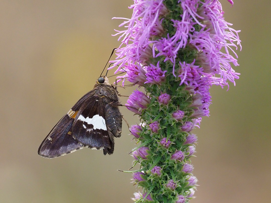 Silver-spotted Skipper