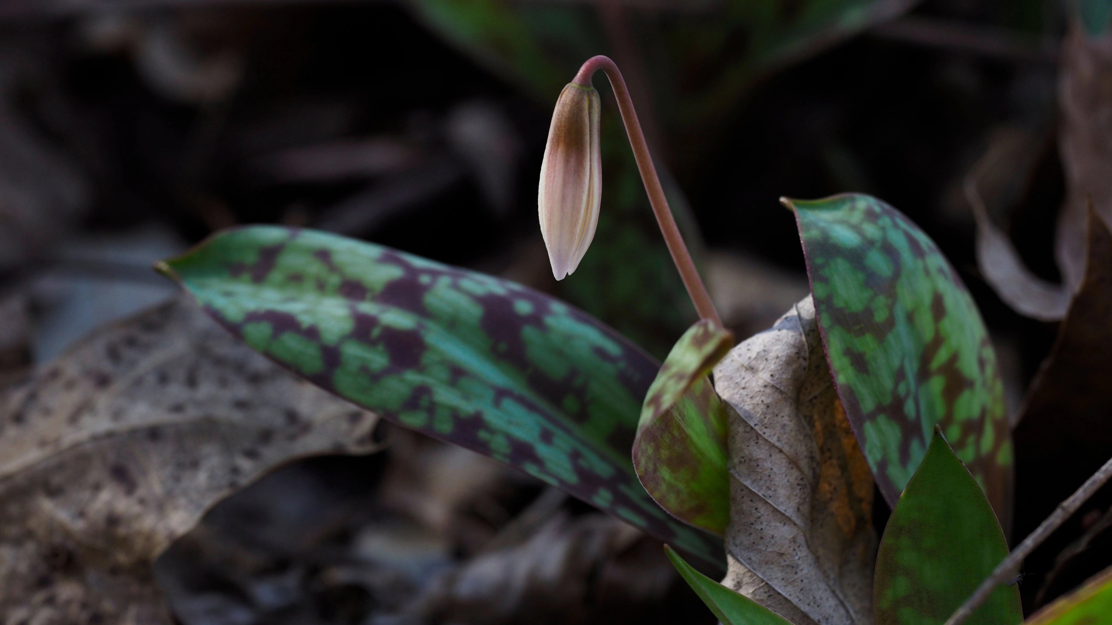 Trout lily leaves and bud