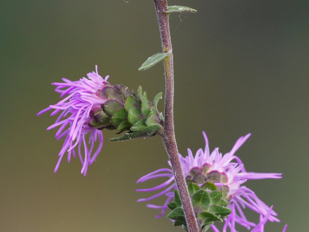 Flowers and bracts