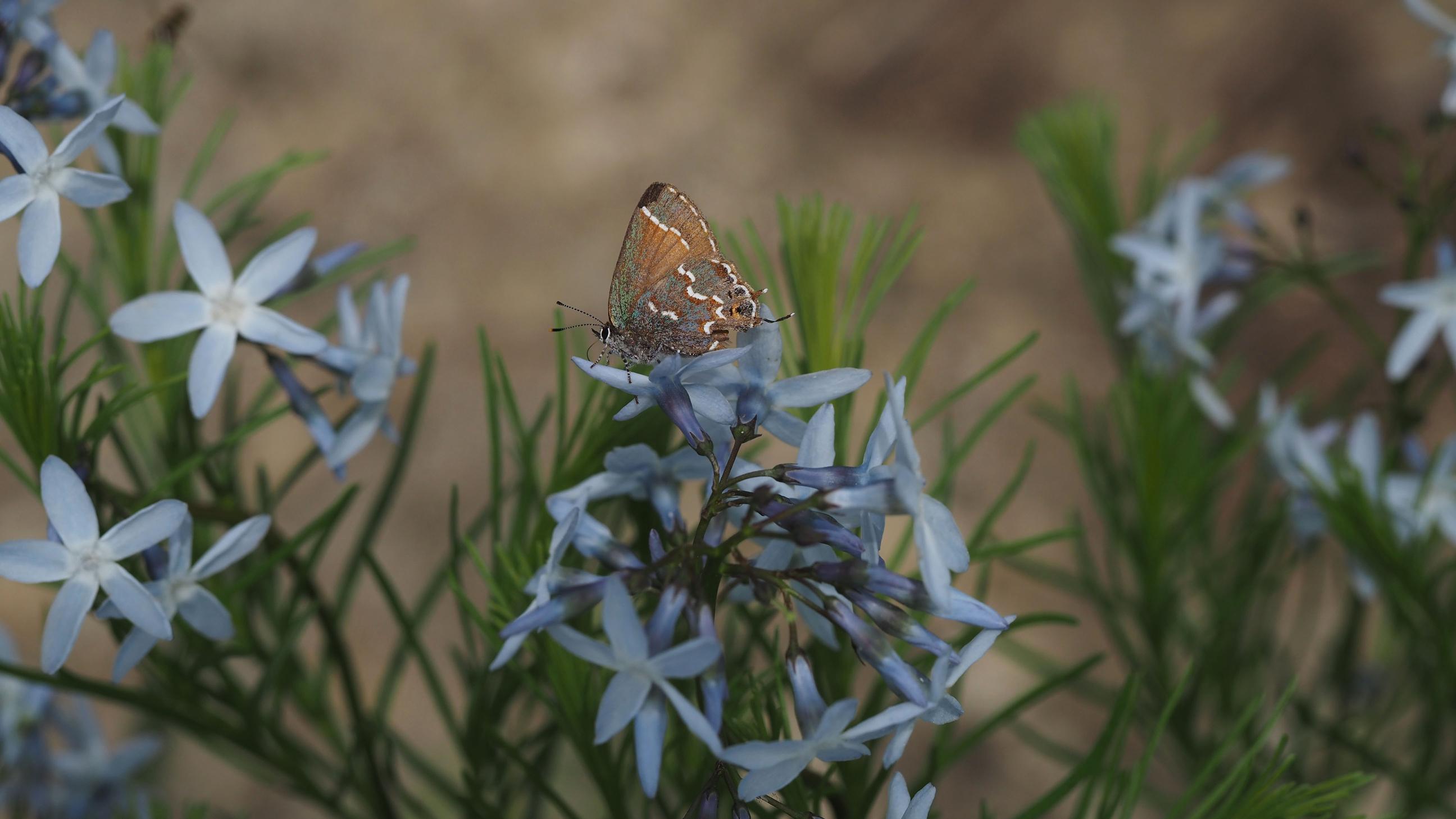 Juniper Hairstreak Butterfly nectaring on Amsonia ciliata