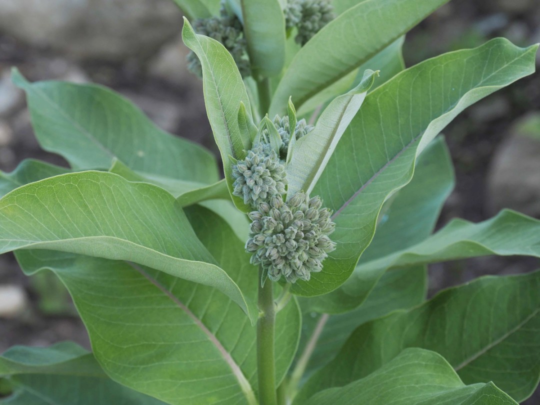 Large leaves with central vein