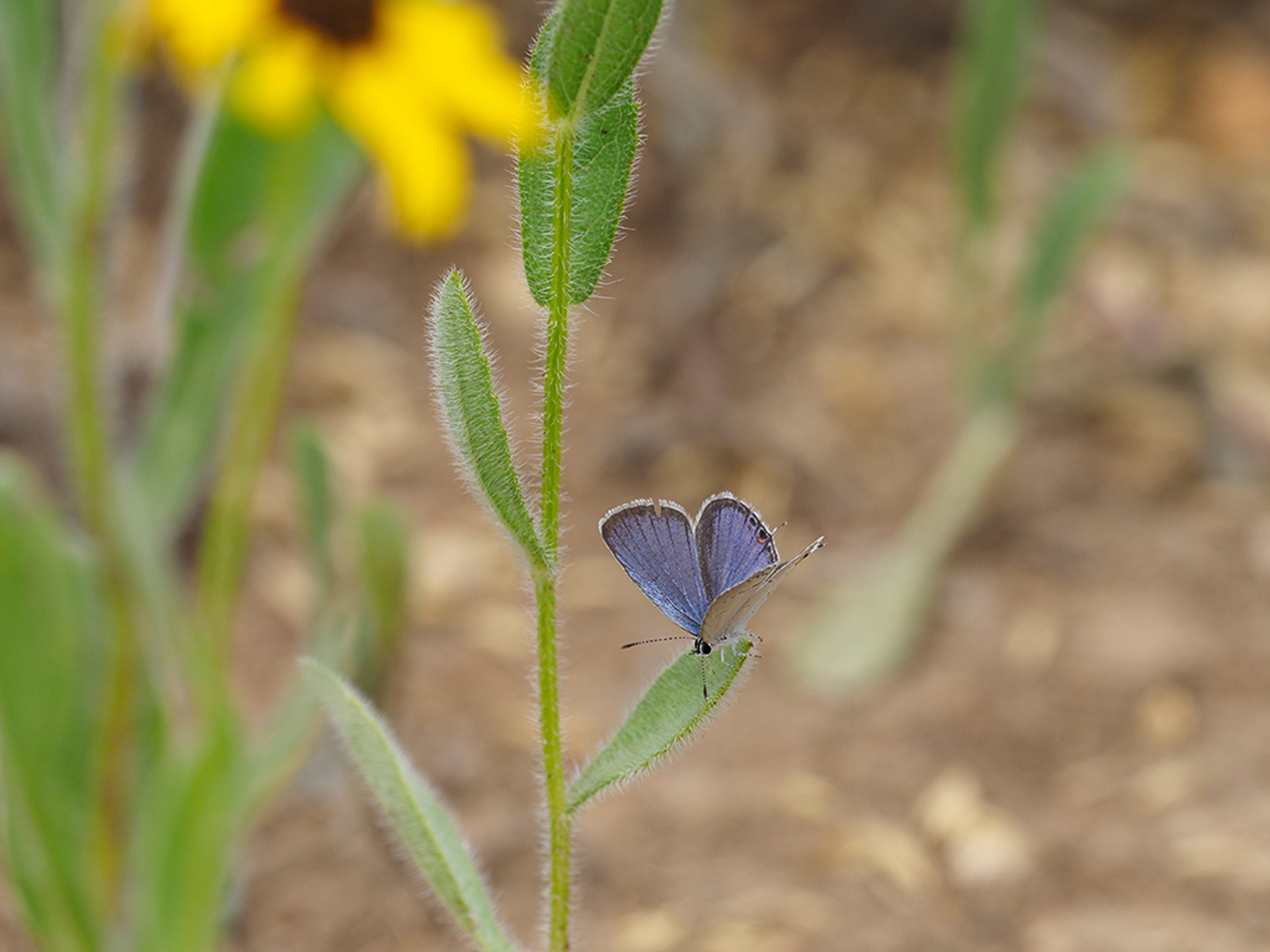 Eastern Tailed-Blue Butterfly