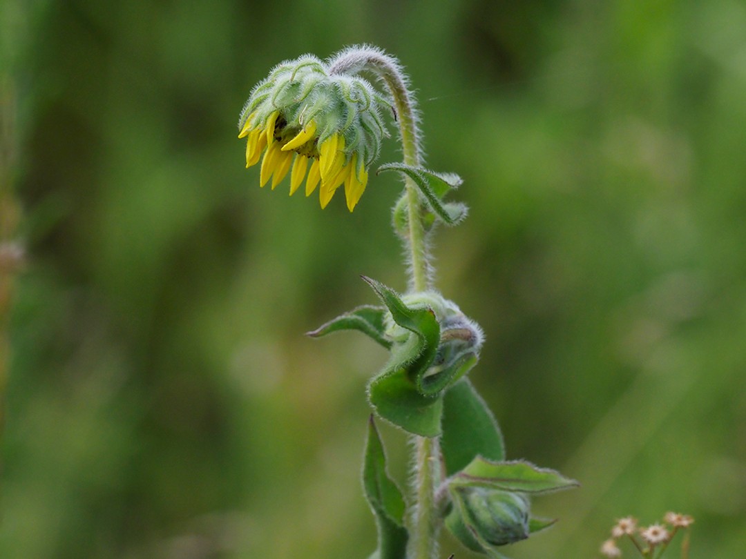 Nodding flower during drought