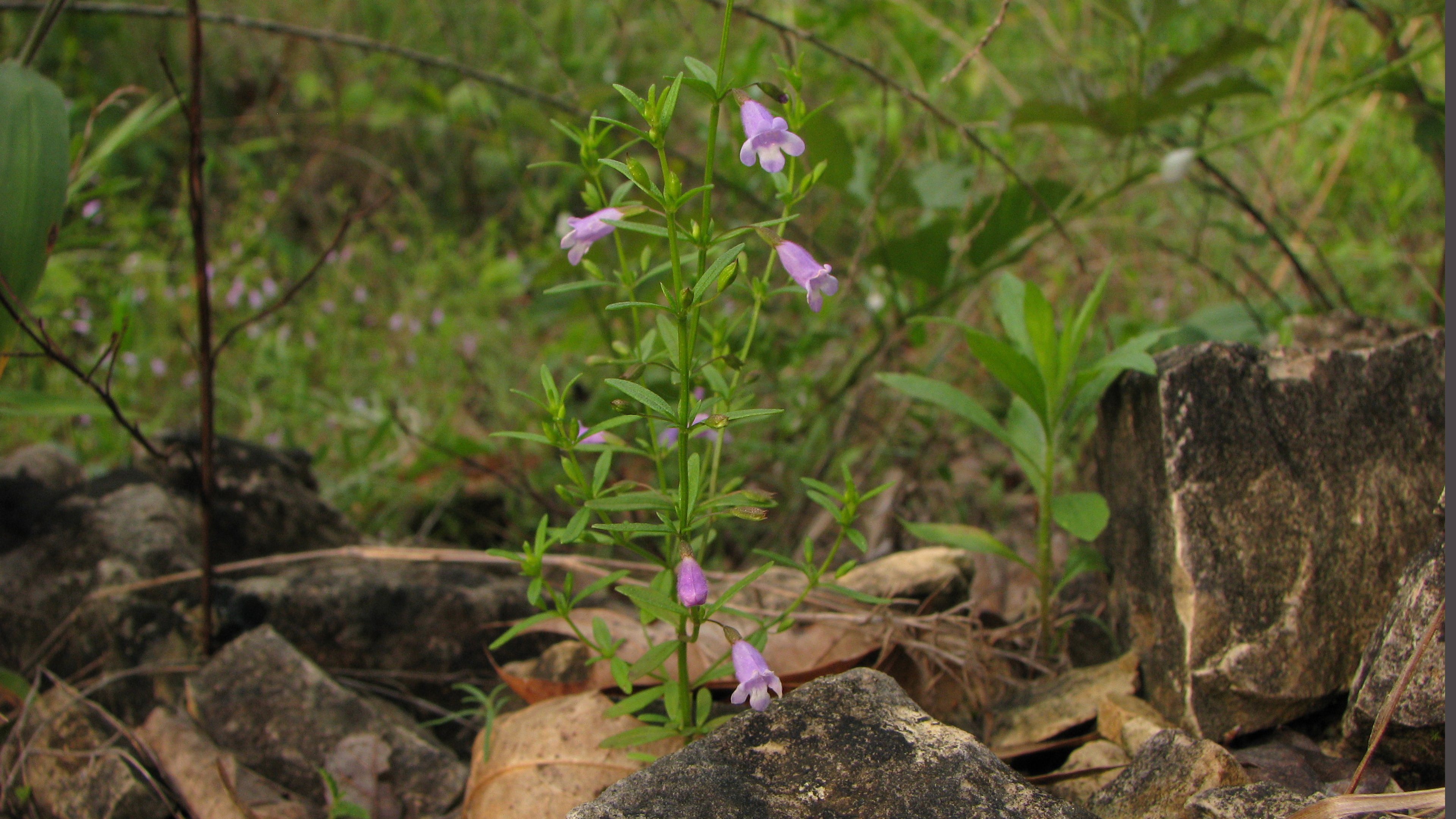 Pink flowers of Arkansas calamint