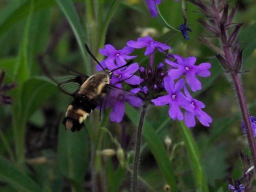 Snowberry Clearwing Moth