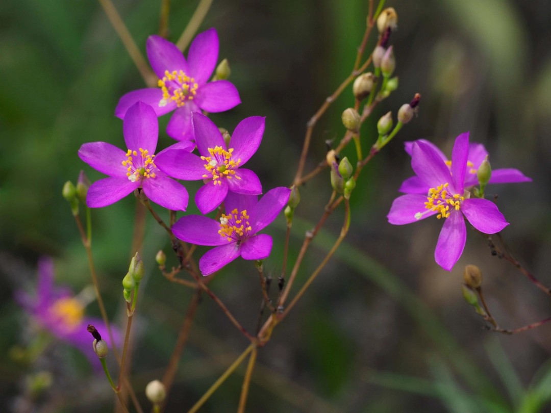 Pink flowers with yellow stamens