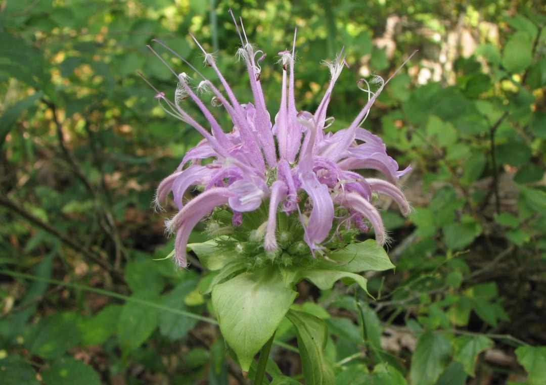 Bracts subtending flower