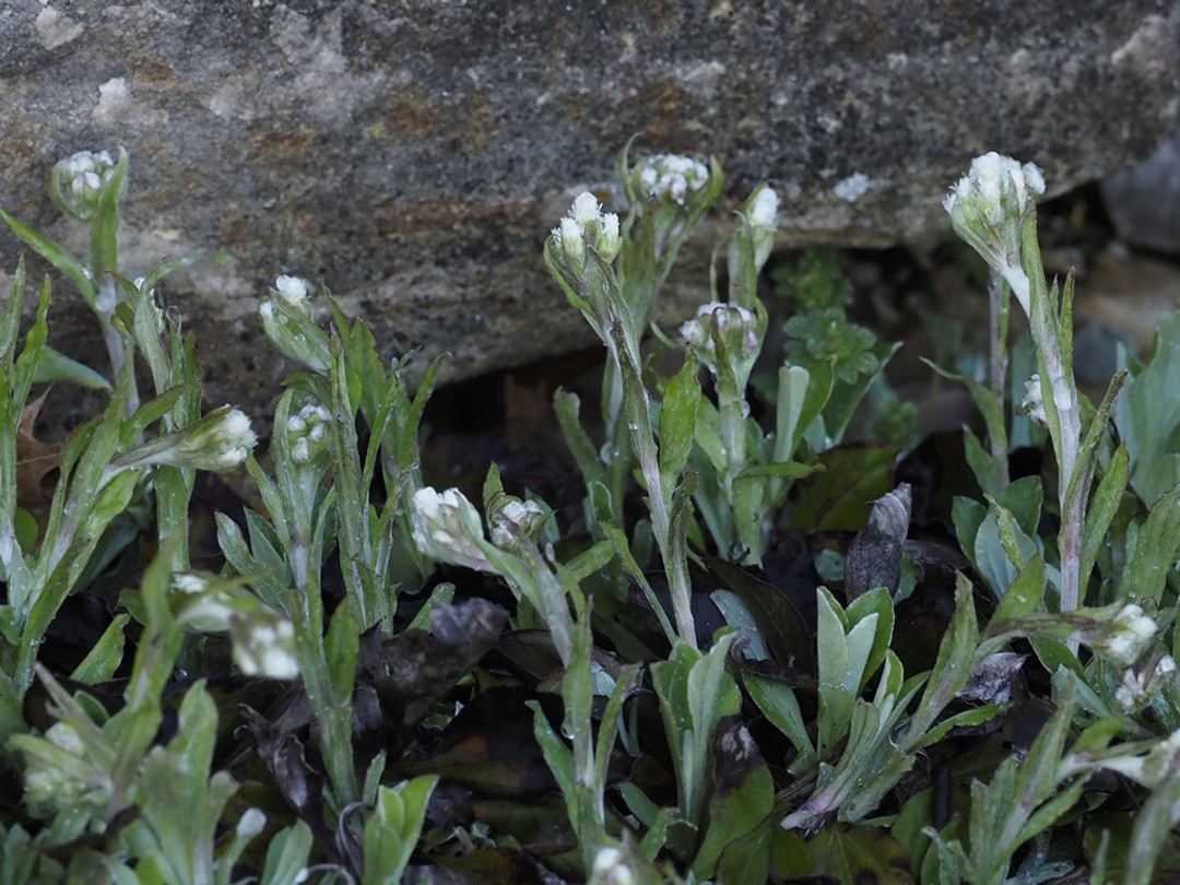 Pussy toes (Antennaria parlinii)