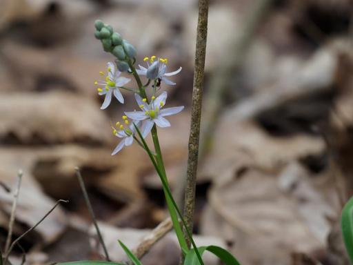 Ant seeking nectar on flowers of Wild hyacinth