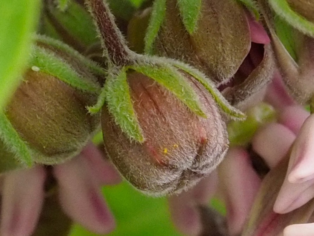 Close look at bud