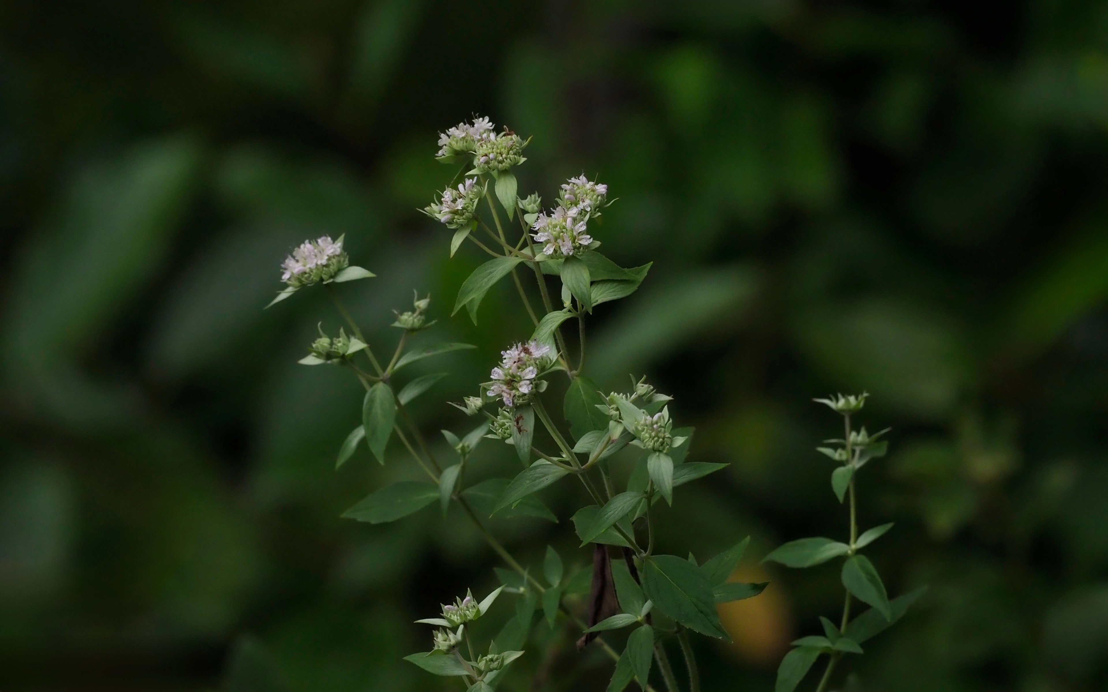 Flowers and leaves of Pycnanthemum albescens