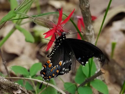 Pipevine Swallowtail