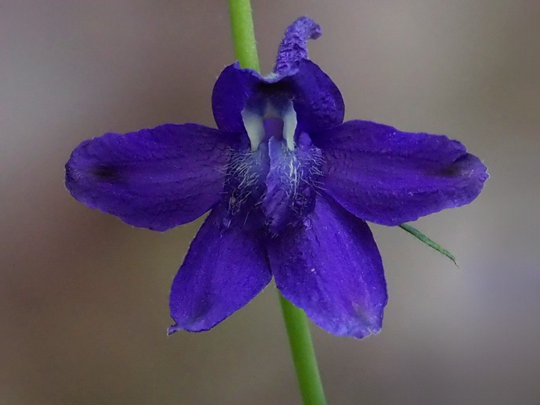 4 petals (white above, hairy below)
