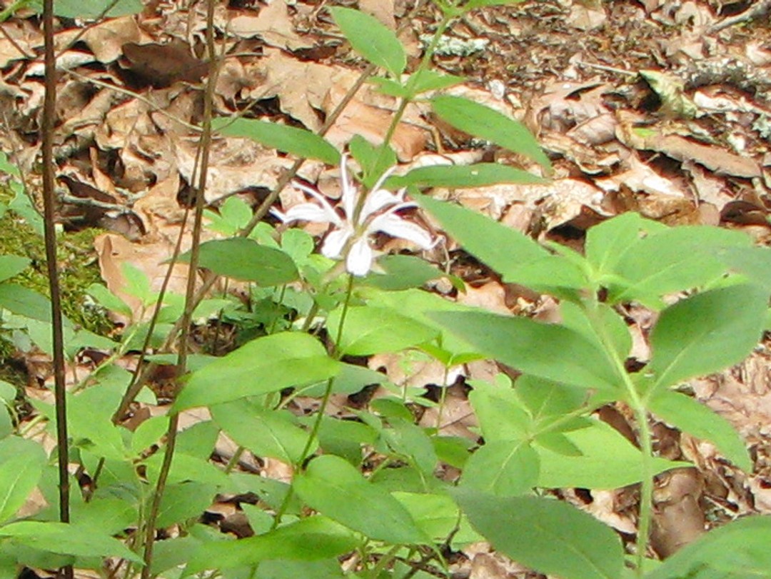 with Monarda bradburiana