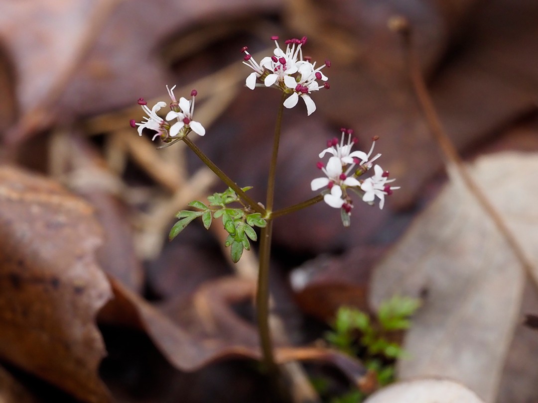 Red anthers of Erigenia bulbosa