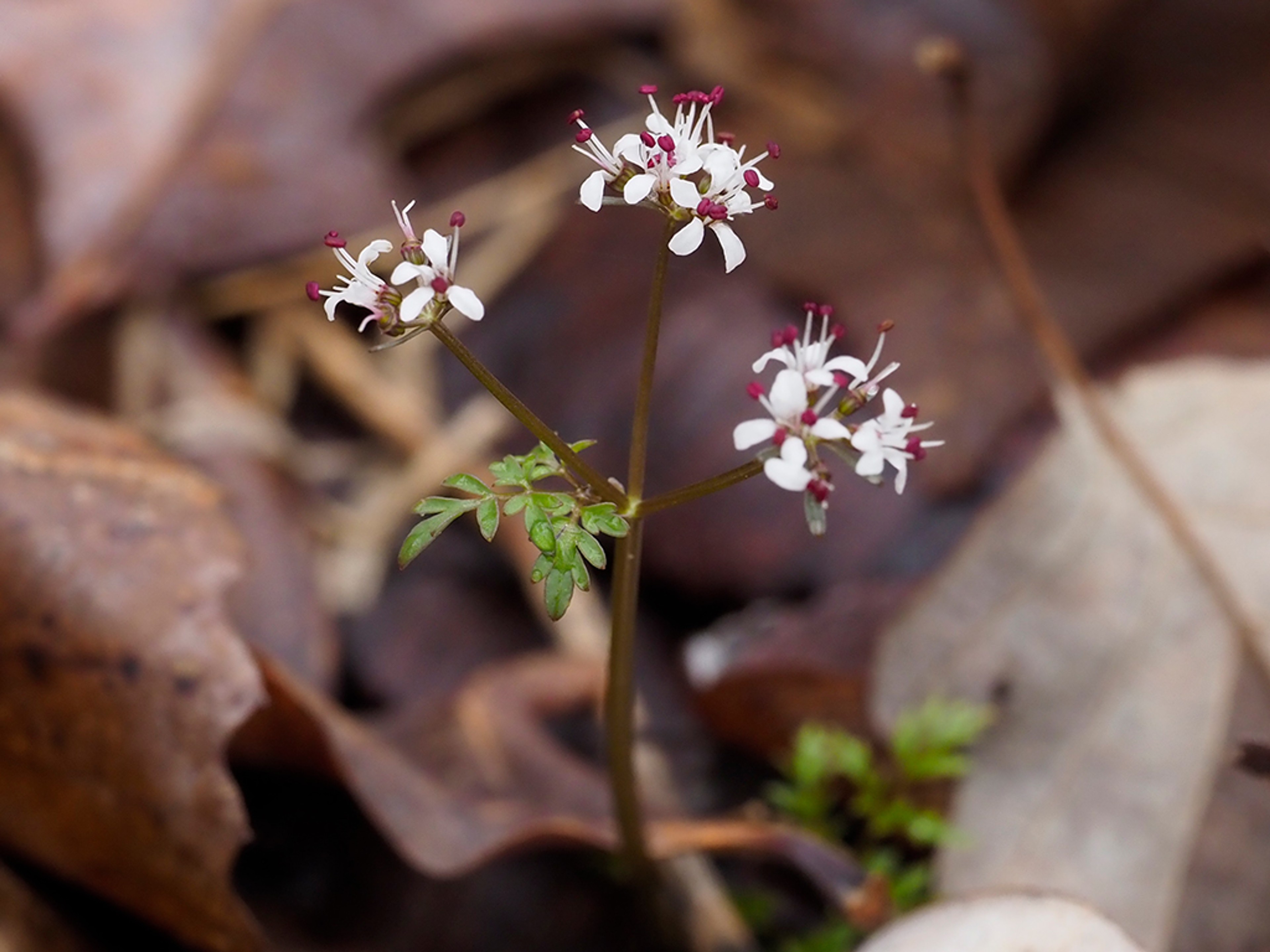 Erigenia bulbosa