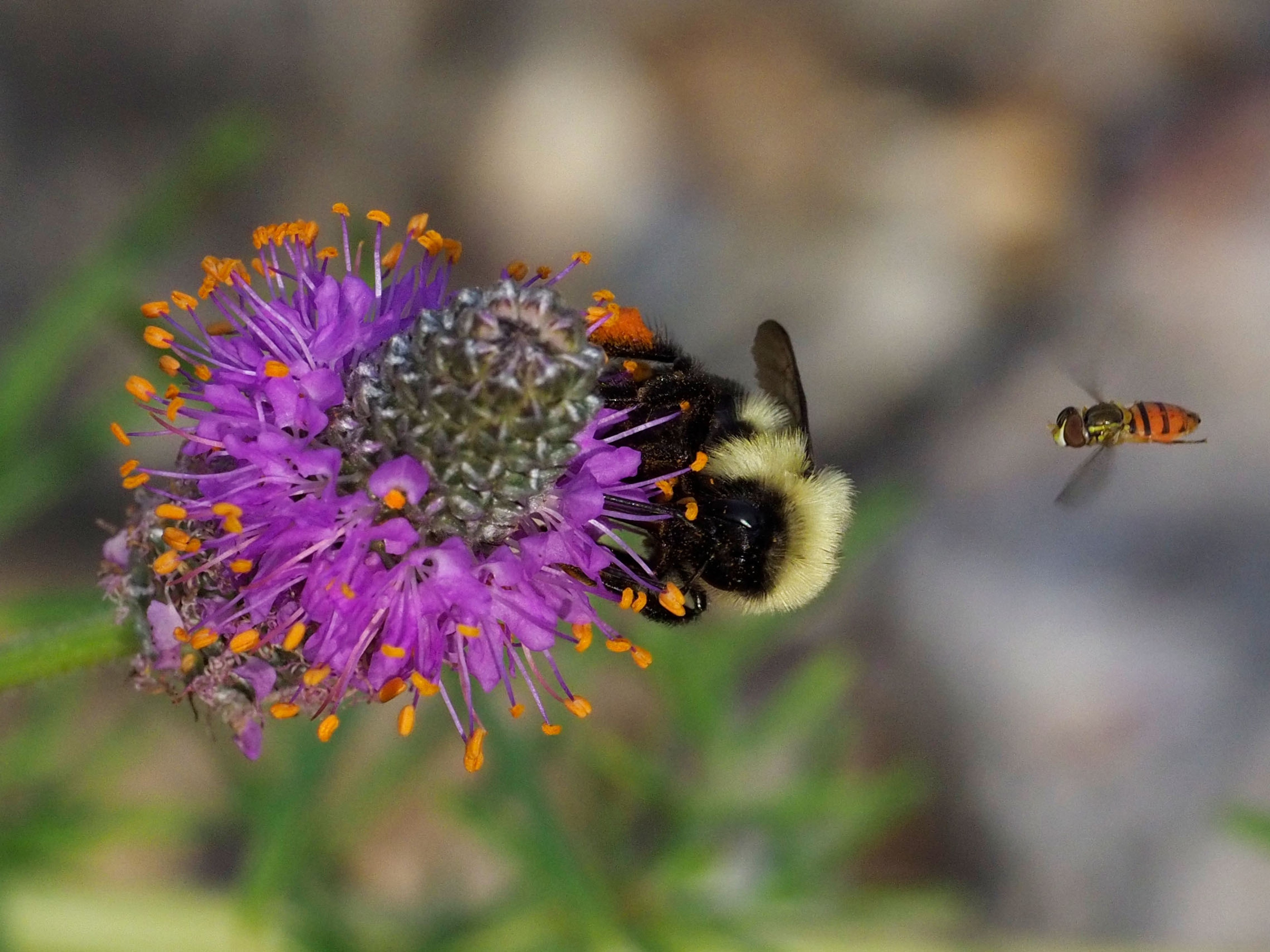 Bumble bee and Syrphid fly