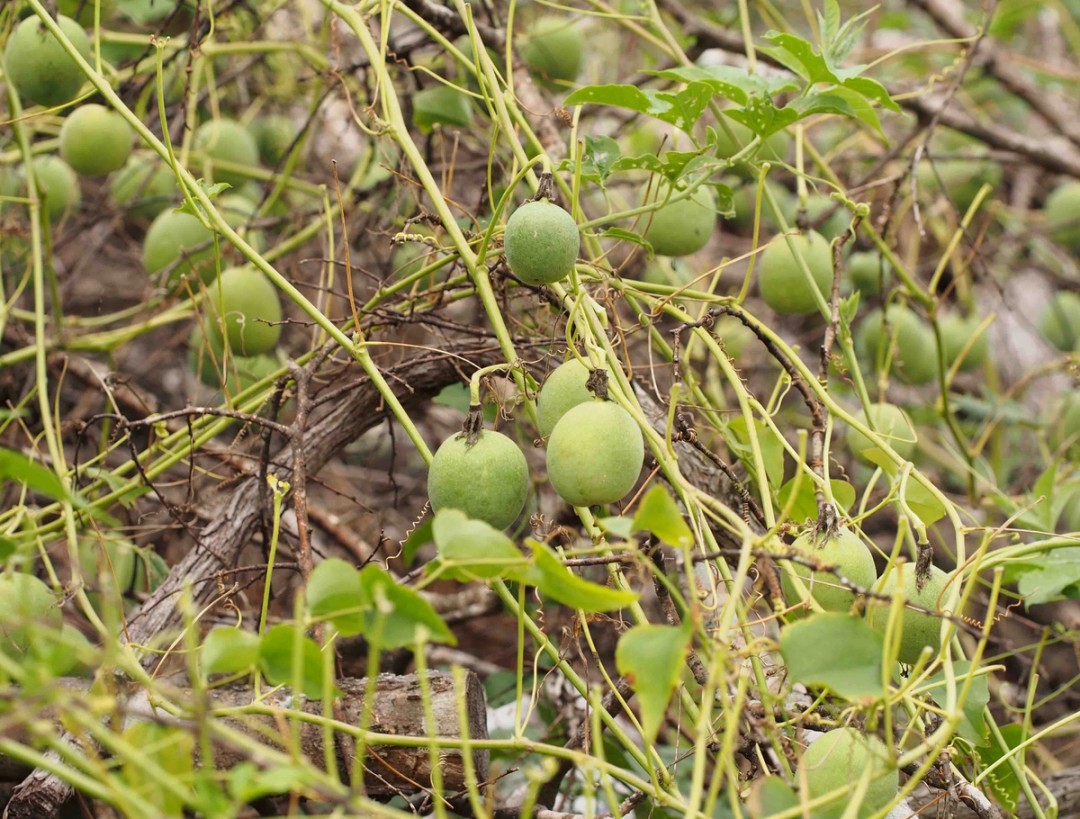 Many pale green fruits