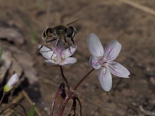 Black-shouldered Drone Fly