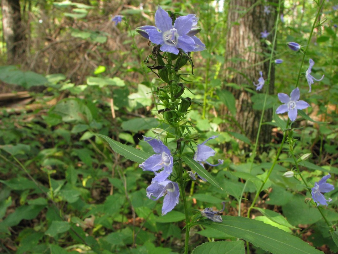 Complex flowering sequence
