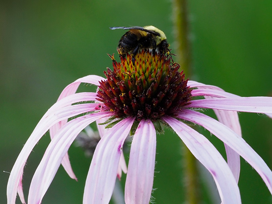 Brown-belted Bumblebee