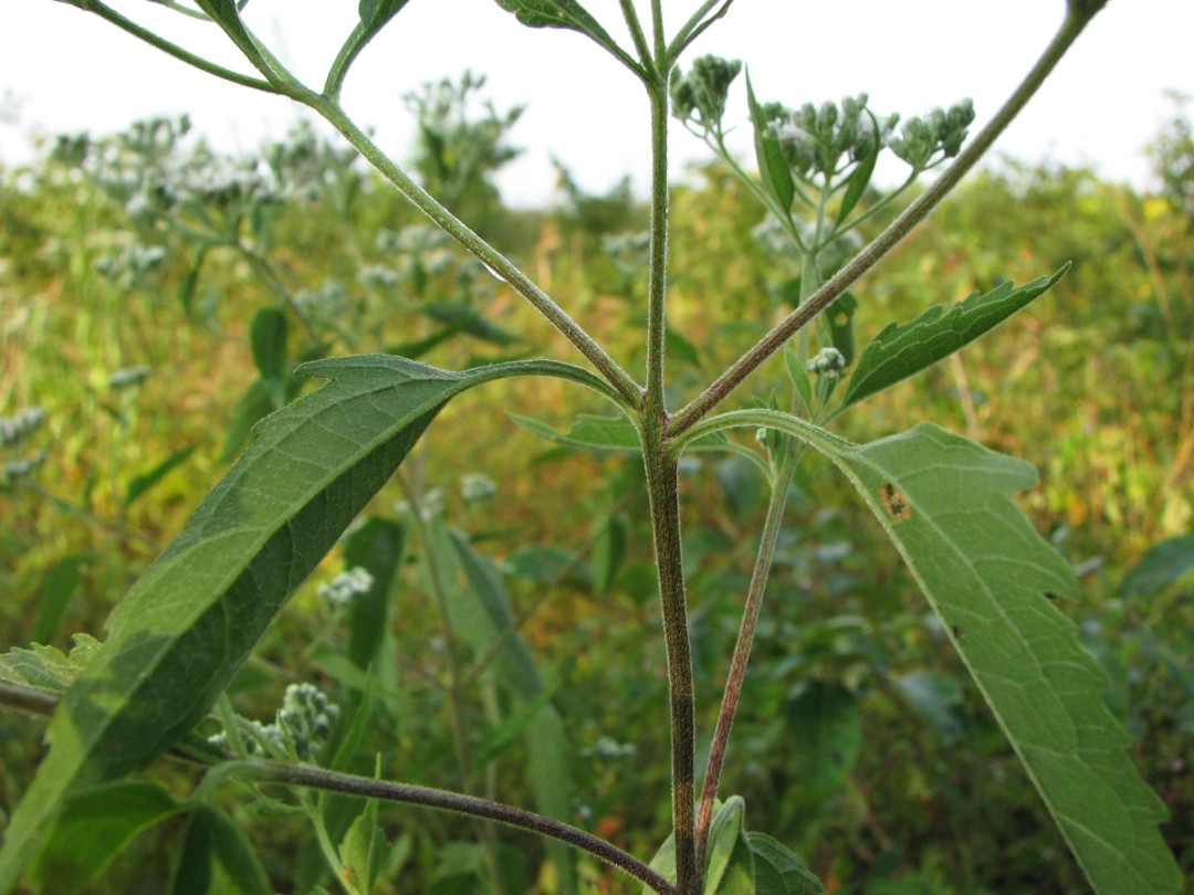 Stem and leaves