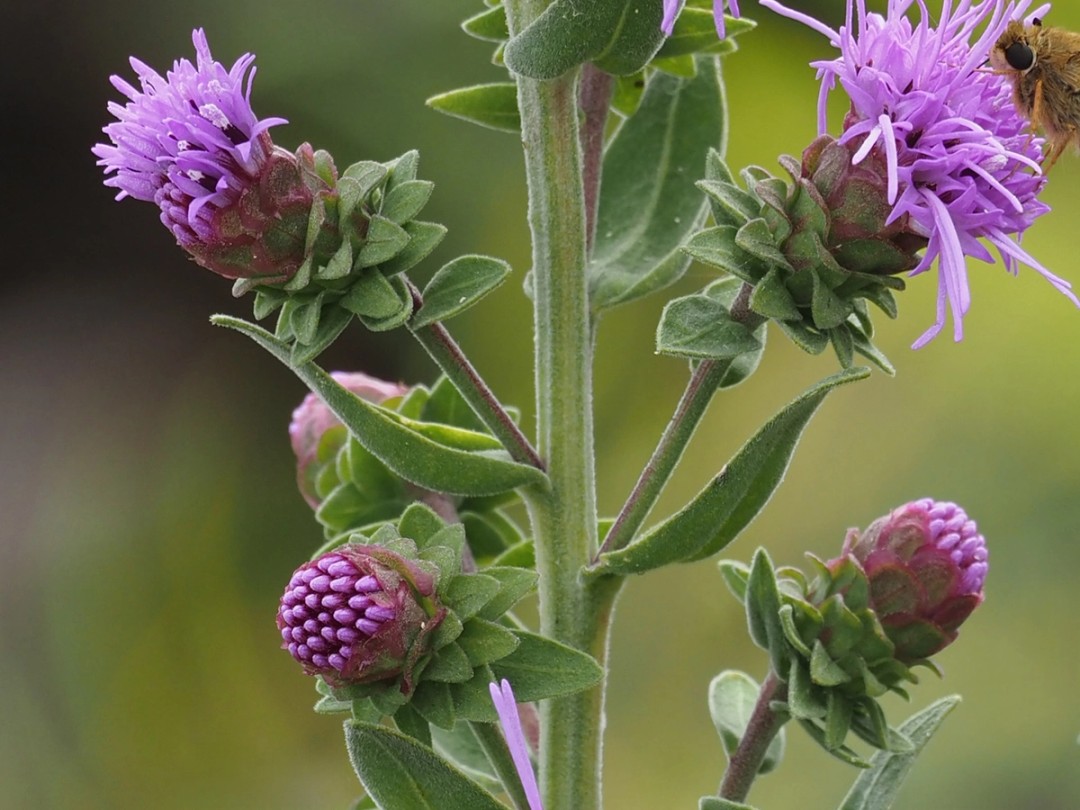 Flowers and buds
