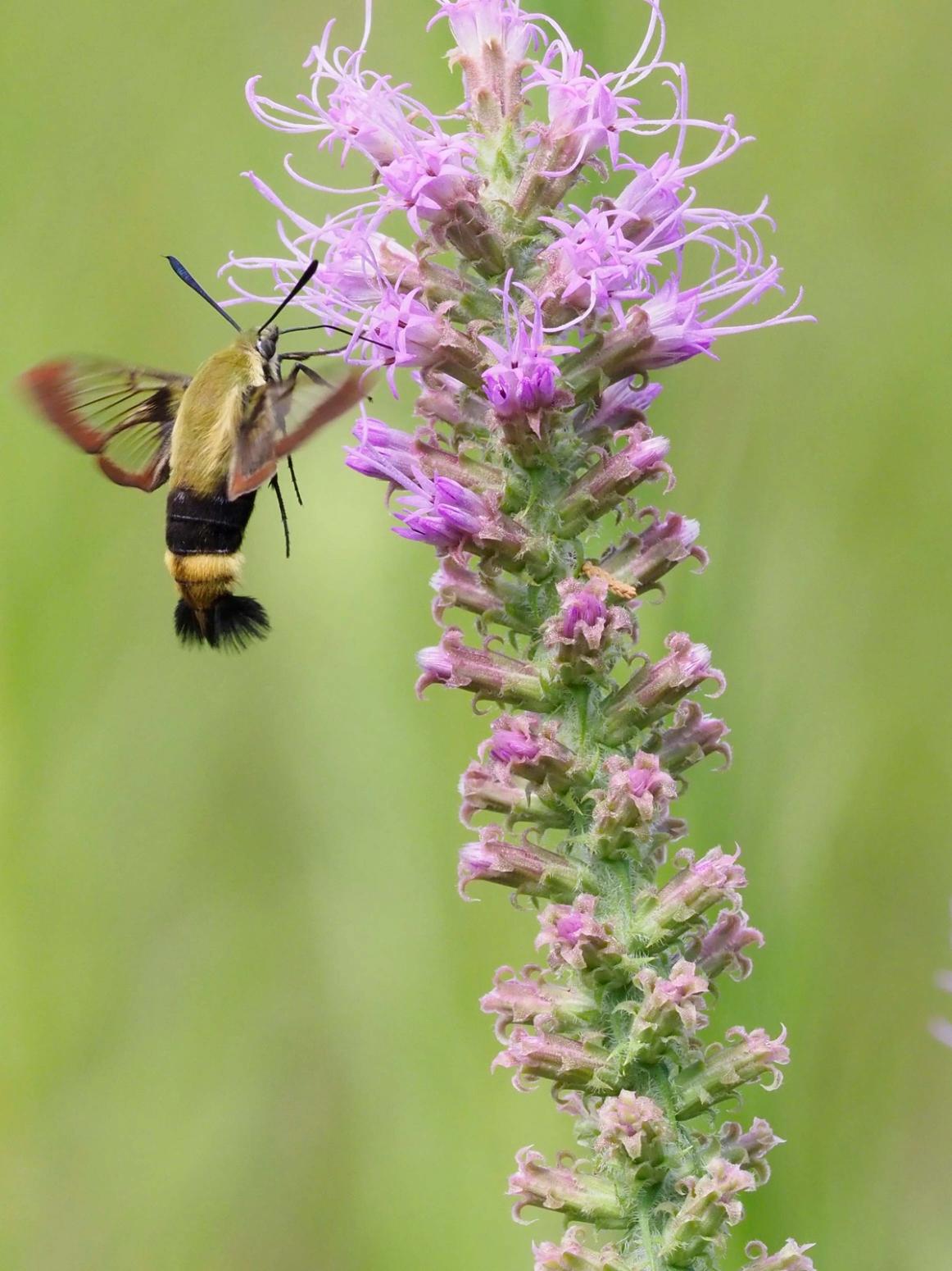 Liatris Pycnostachya