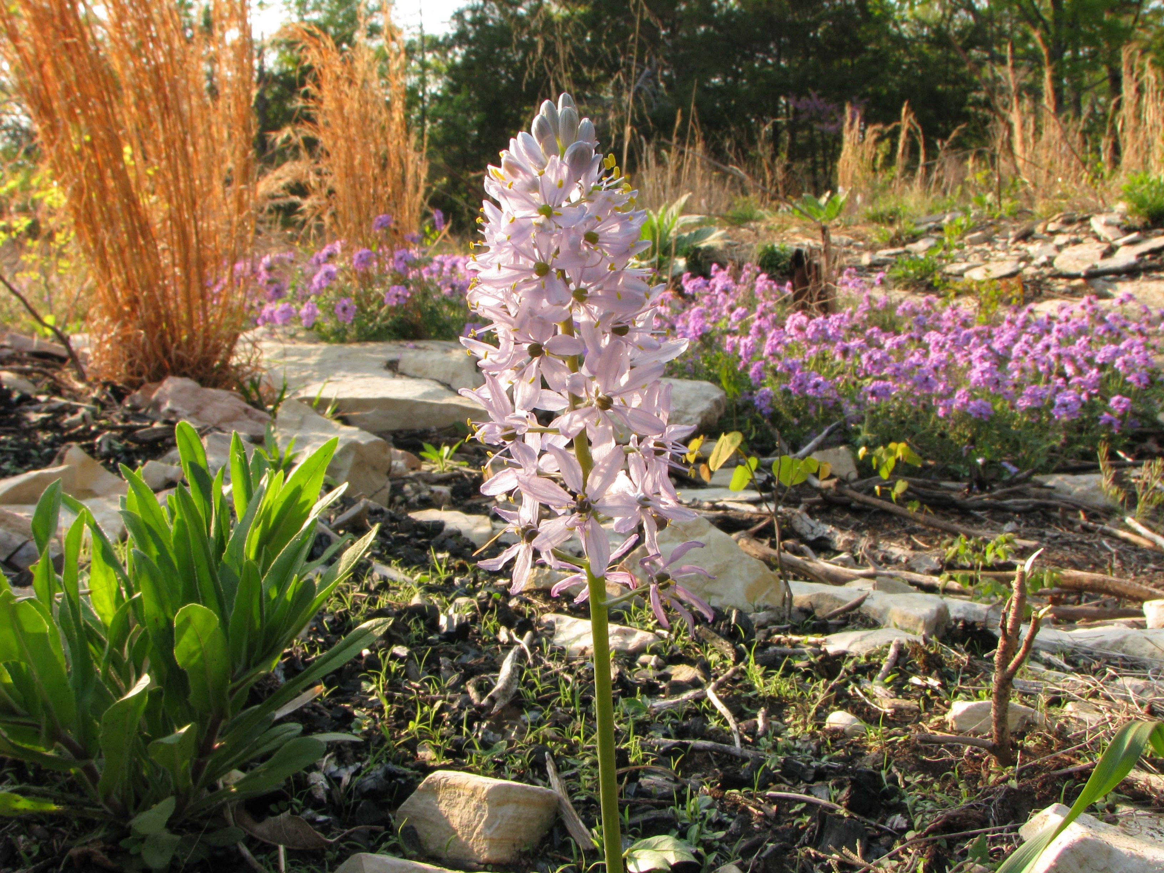 Wild hyacinth with glade companion Rose verbena