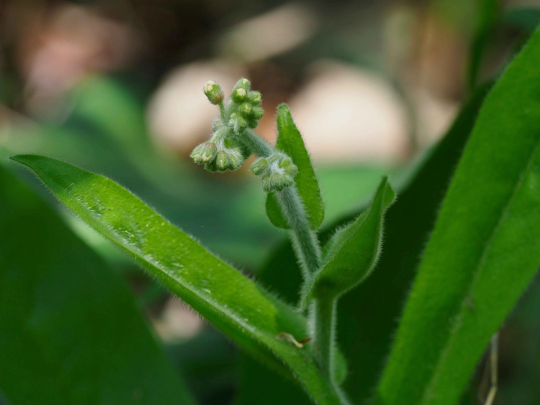 Fuzzy buds early April
