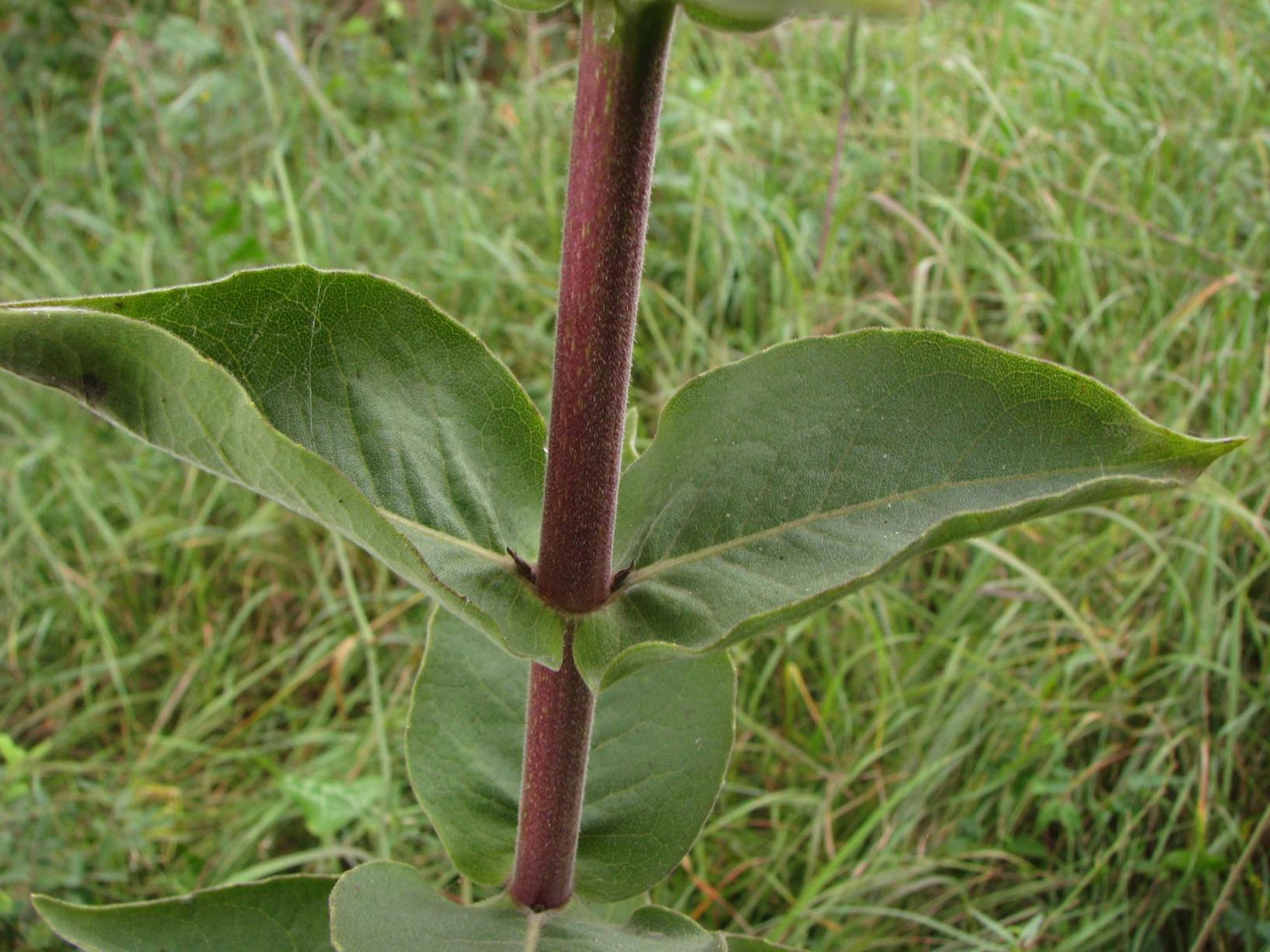 Red stem