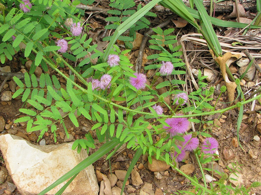 Leaves along the stem