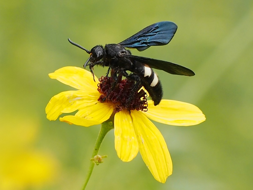 Double banded scoliid wasp