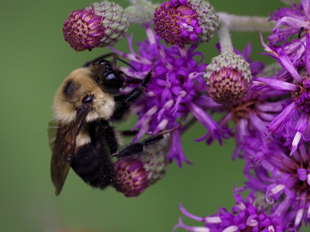 Bombus griseocollis (Brown-belted Bumblebee)