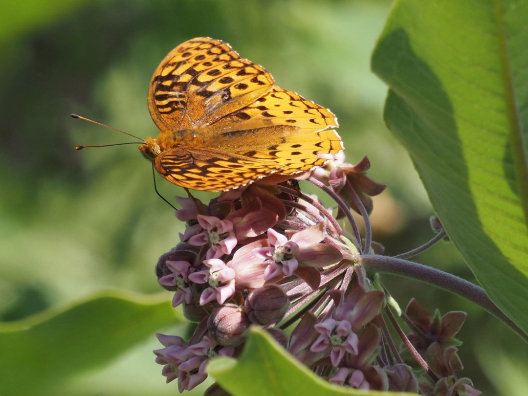 Great Spangled fritillary