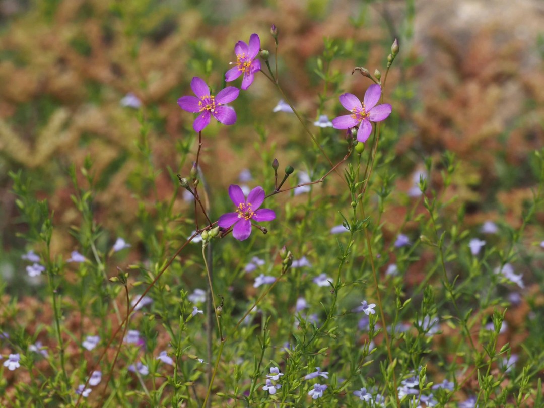 with Clinopodium arkansanum