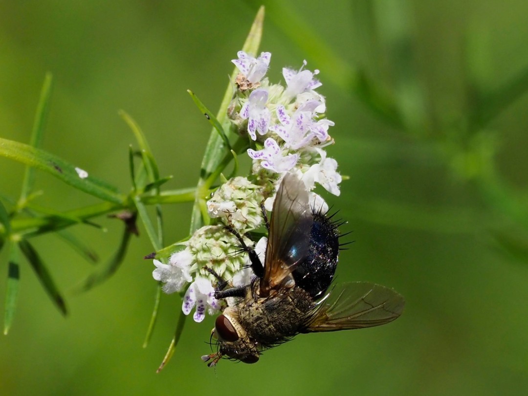 Hornworm Tachinid fly