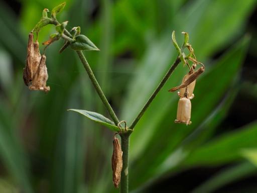 Dried Calyx has spilled seed