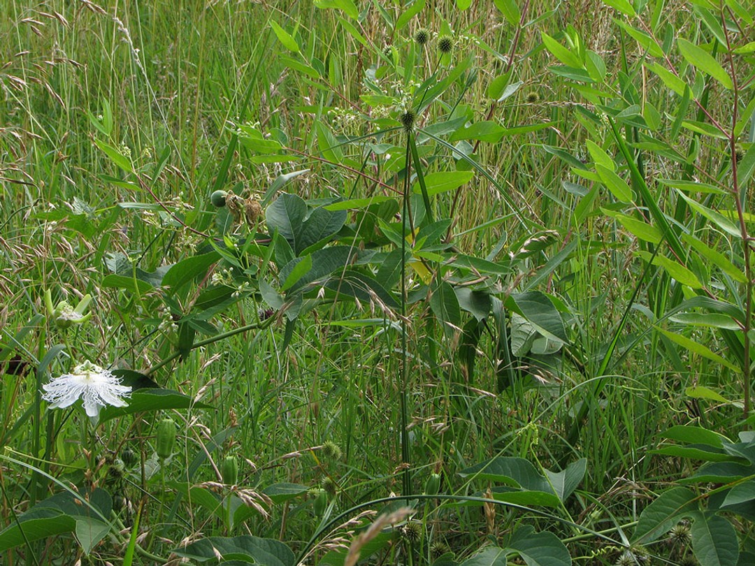 In grassland with Indian hemp