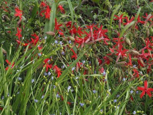 Blue-eyed grass