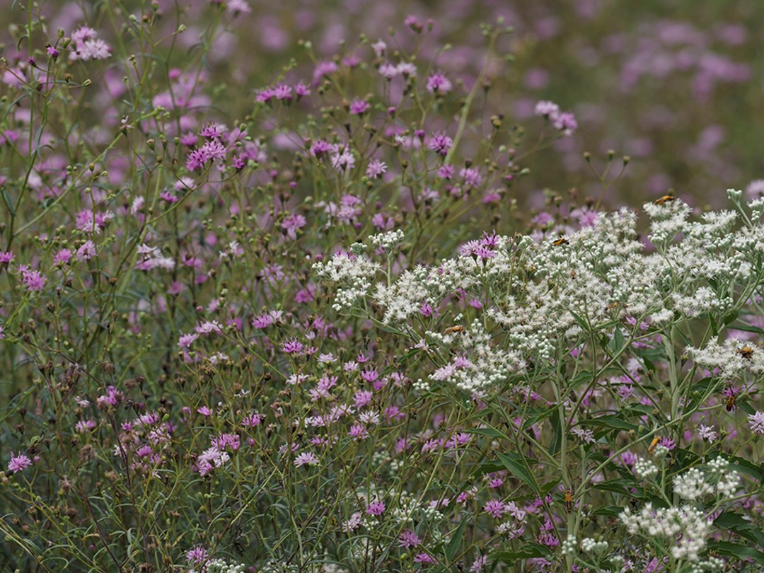 Eupatorium serotinum