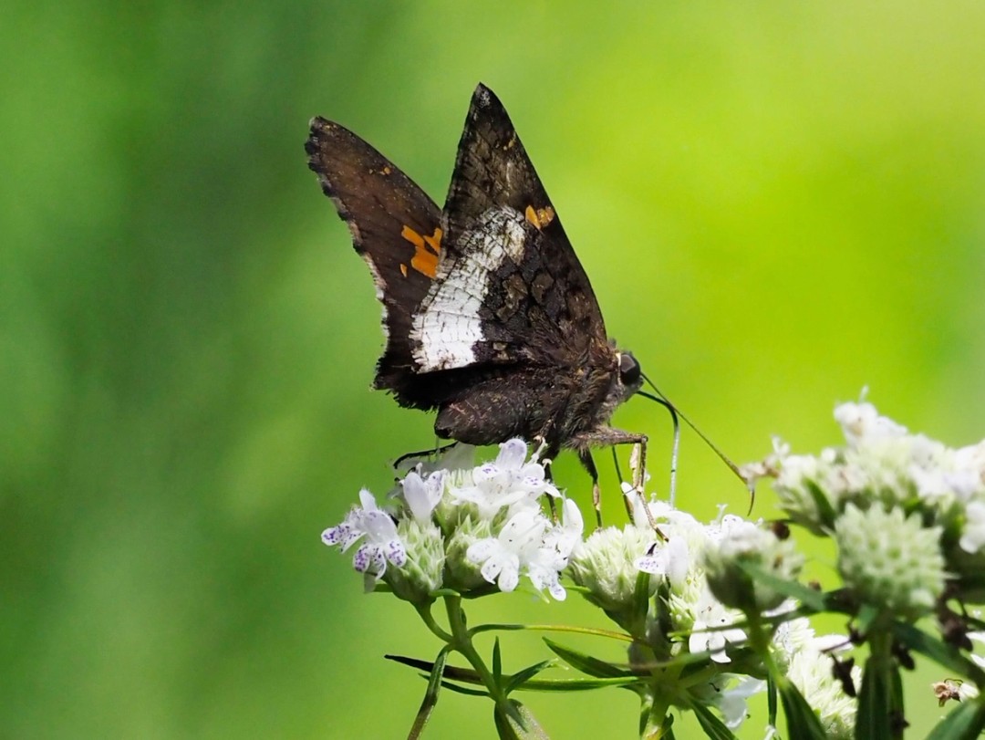 Hoary Edge skipper