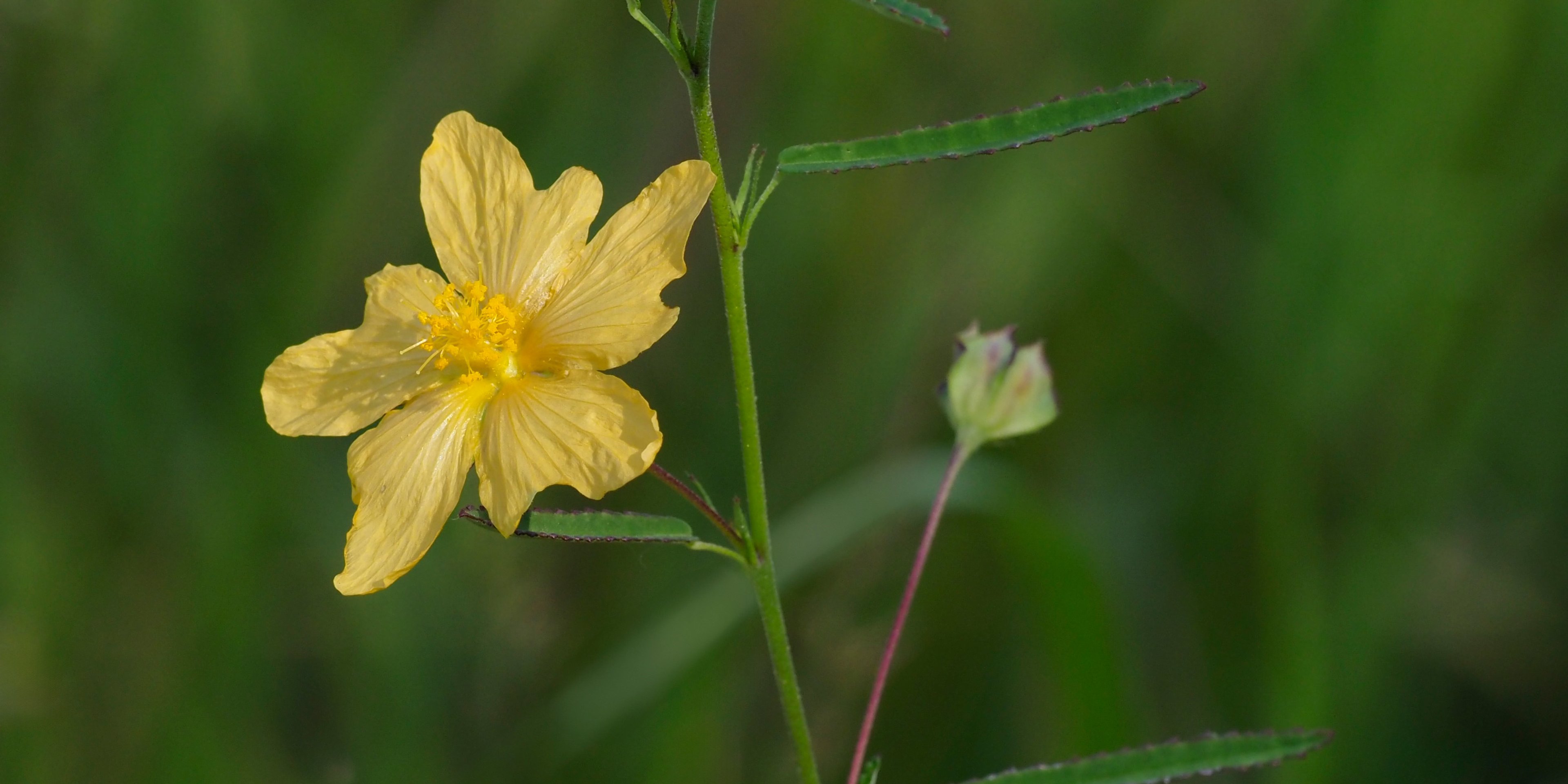 Flower of Sida elliottii