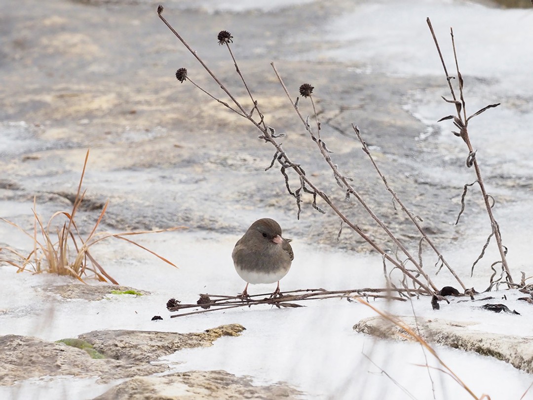 Dark-eyed Junco and Missouri coneflower seeds