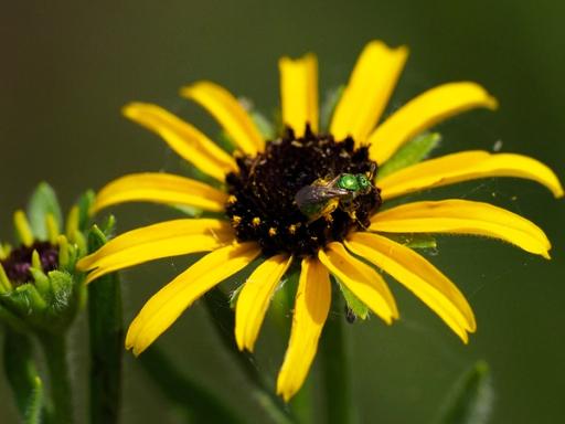 Green sweat bee (Halictidae)