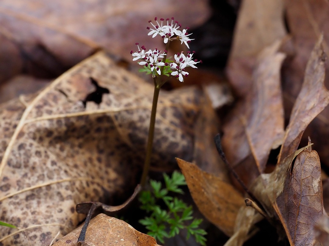 Harbinger of spring (Erigenia bulbosa)