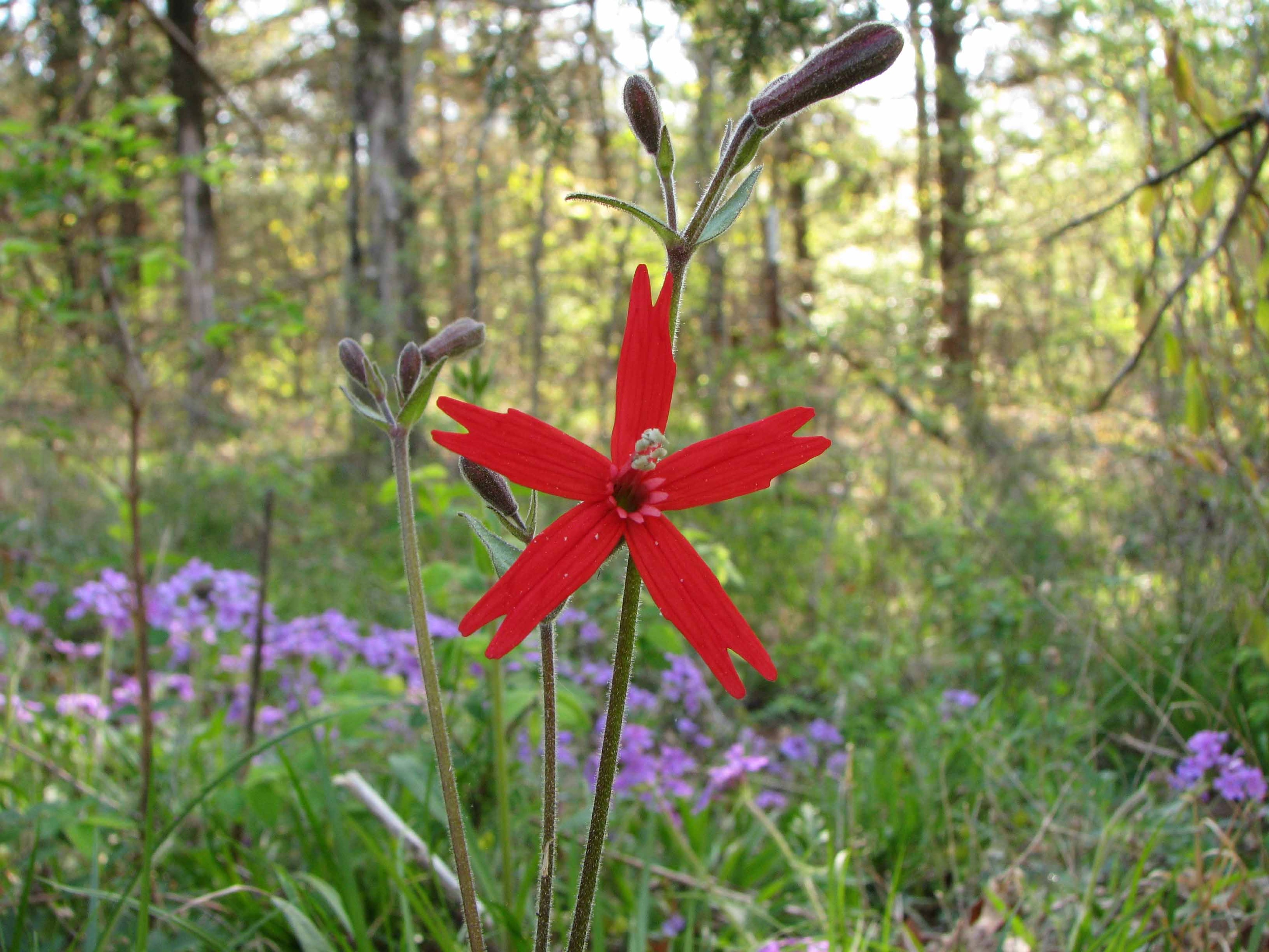 Silene virginica