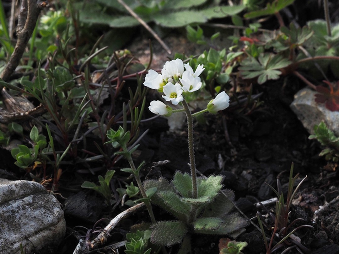 Whitlow grass (Draba cuneifolia)