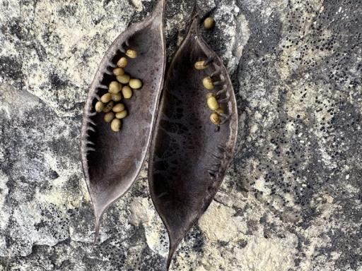 Opened seed pod with many ripe seed